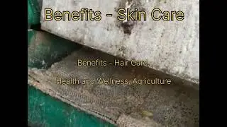 Neem ka tel kaise nikale # Neem oil# how to extract Neem oil# benefit of neem oil # Neem Oil
