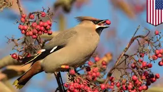 Birds flying around drunk, causing chaos in Minnesota - TomoNews