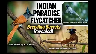 Indian Paradise Flycatcher Breeding Habitat | Nesting, Behavior & Secrets |4K Documentary |TRIPEPS