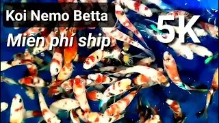 C&aacute; Betta thủy sinh đẹp gi&aacute; rẻ miễn ph&iacute; ship k&egrave;m qu&agrave; tặng