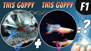 Cross Breeding Guppy Strains - How to Create Your Own Guppy Strain