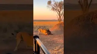 Bison teaches lion a valuable lesson. #lion #calf #Bison #protection #protector #shorts  #viral