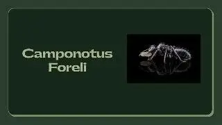 Nowe Mr&oacute;wki...!? Camponotus Foreli