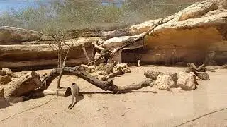 🇲🇦 Morocco Rabat zoo Nature V2