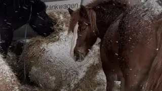 Ucieczka koni w Nowy Rok - poranne dojenie