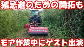 猪を住み着かせないため開拓が…。負けずに堤防雑草を粉砕。#mower 