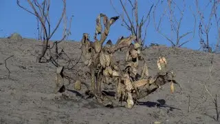 Silverado Fire Aftermath in Orange County