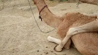 Camel 🐪 love 💕 @desertanimals123 