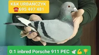 0:1 Porsche 911 PEC inbred na sprzedaż K&K URBAŃCZYK ☎️ 695497481