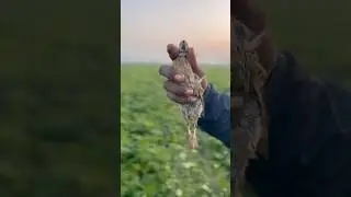 Hunting quail with best English pointer Batair ka shikar jall ka sath #shorts