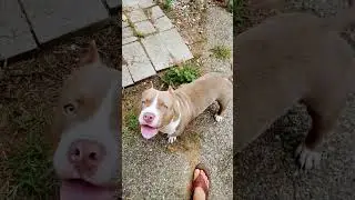 Happy Tuesday #funny #cute #pets #doggielife #cuteanimal #dogtalk #cutepuppy #puppy #cutepet