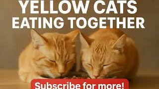 Yellow Cats: Calm, Thoughtful, and Peacefully Eating Together   #YellowCats, #GingerCats, #CalmCats