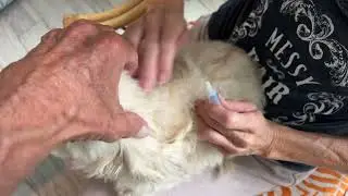 Trying out Hartz Flee Drops for Dogs on Jovi