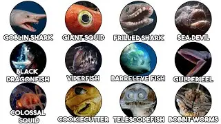 The Most Terrifying Deep Sea Creatures Explained