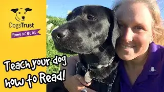 Teach your dog how to read! | Dogs Trust
