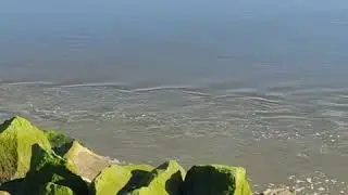 desembocadura san Antonio playa llolleo