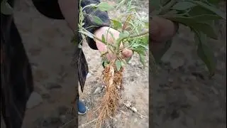 How does a tap root look like? Common example of Chenopodium (spinach substitute)