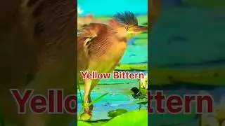 Yellow Bittern Bird Sound। @madhur000 #Birds #shortsfeed