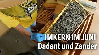 Imkern im Juni: Freude mit Dadant & Zander – so schön läuft's in beiden Beuten