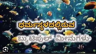 ಧರ್ಮಸ್ಥಳ ಫಿಶ್ ಝೂ 🐠🐟🐋🐠