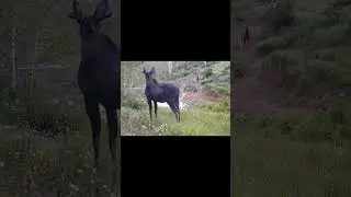 Moose vs Elk!