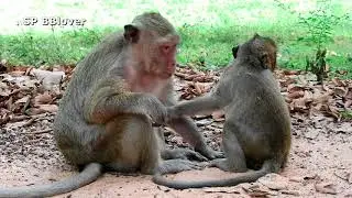 How Old Baby Monkey Stop Nurse - SP BBlover - Mom Pregnant