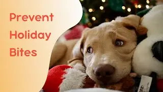 Why Dog Bites Increase at Christmas&mdash;and How to Prevent Them