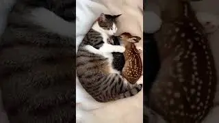 A Mother Cat Protects Every Little One in Her Soft Warm Fur #cute #theshibedoge #animals #cat