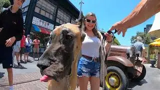 Cash 2.0 Great Dane 4th of July 2022 at The Grove (1 of 2)