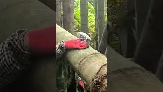 The largest bamboo in the world