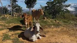 Barichara, Villanueva, y Jordan 