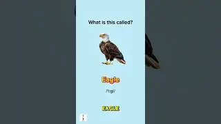 Types of Birds - Vocabulary Practice 🤓 #english #shorts #education #learning