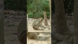 Monkeys Survival #short