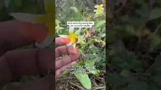 Rare Native Wildflowers - Looking For Endangered Native Plants In California