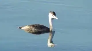 SVASSO Subacqueo  sul lago di Arolo