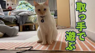 【さすがうちの子(ネコ)！！！】捨てないでリサイクル♪ゴミをオモチャにする猫　ろざりと紋次朗の日常#48