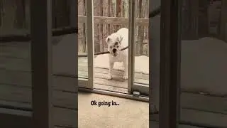#dog #funnydog #dogs #funnydog #dog #dogs #A curious dog sniffs around the garden.