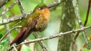 Perij&aacute; Metaltail, Metallura iracunda, Serran&iacute;a del Perij&aacute;, reserva  Chamicero del Perij&aacute;