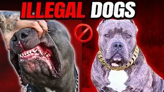 Top 10 Most Banned Dog Breeds