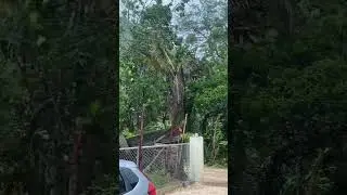 Look what happened the weather is crazy in Jamaica  🇯🇲￼