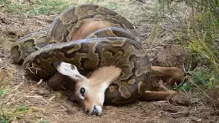 Title: Impala vs African Rock Python &ndash; The Jungle&rsquo;s Silent Battle