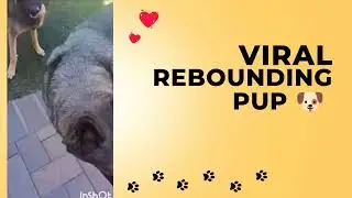 🐶 Rebounding #fitness #lowimpactexercise 