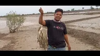 UMPAN JITU MANCING IKAN KEDUKANG !!!AMPUH