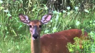 Wayne Etmanski photographes deer