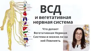 ВСД и Вегетативная Нервная Система. Что такое ВНС