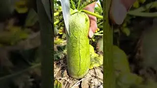 Oh no😱what happened?😱👩&zwj;🌾 #realfruit #fruitcultivation #fruiting #fruitfarming #farming #fruit