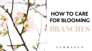 How To Care for Blooming Branches | FLORA LUX