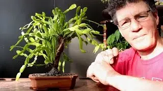Christmas Cactus, Crown of Thorns and Croton Bonsai, Jan 2017