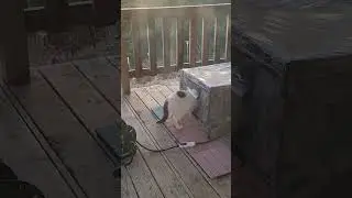 Sam My Magic Mans Cute Cat But Half Inside Heated Cat House #Sam #cats #butt #heated #cat #house