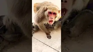 Red monkey comedy video #monkeysr #funnyanimal #funny #monkeychallenge #funnymonkey #comedy #monkey